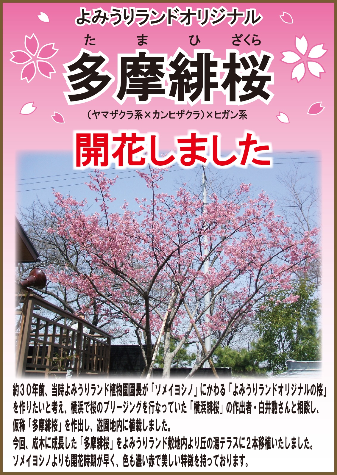 『 多摩緋桜 』 開花しました！ 詳細